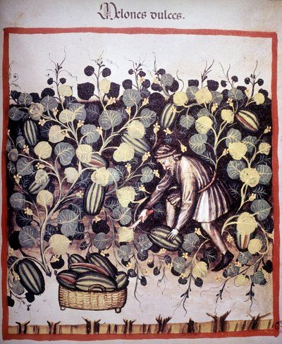 Gravering, der repræsenterer samlingen af meloner fra "Tacuinum Sanitatis". B.N., Wien. af Unknown artist