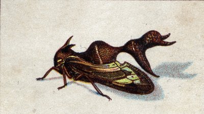 Entomologi: afbildning af en hunlig bidende heteronote, insektserie, begyndelsen af det 20. århundrede (chromo) af Unknown Artist