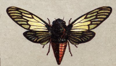 Entomologi: afbildning af en rød cikade, insektserie, begyndelsen af det 20. århundrede (chromo) af Unknown Artist