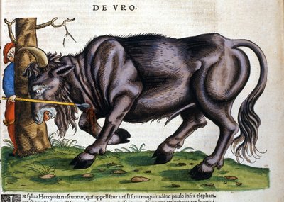 Europæisk bison (Bos primigenius primigenius), hvis race døde i det 17. århundrede i "Historia Animalium"" af Konrad Gesner af Unknown artist