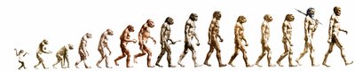 Evolution: Sammenligning af morfologier fra aben til det nuværende menneske (forskellige hominider). Slutgravering af 1800-tallet. af Unknown artist