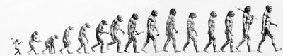 Evolution: Sammenligninger af morfologier fra aben til det nuværende menneske (forskellige hominider). Slutgravering af 1800-tallet. af Unknown artist