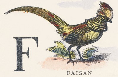 F: fasan af Unknown artist