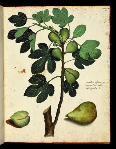 Figen og figengren Botanisk tavle taget fra en naturhistorievandring på frugt og grøntsager. Ulisse Aldrovandi fonds, Bibl. Universitaire, red. 1603. af Unknown artist