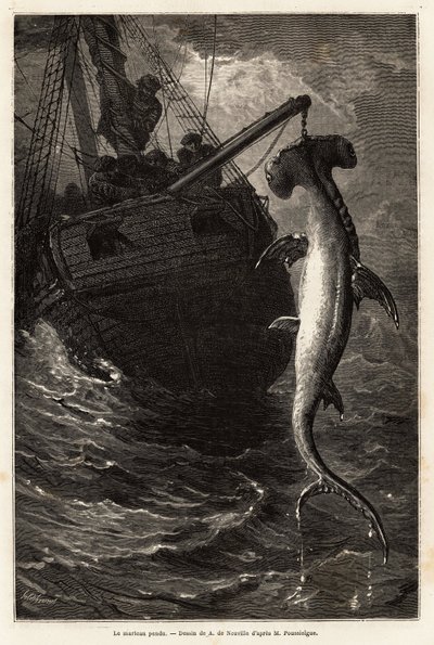 Fisker i en hammerskval, 7 meter lang, i farvandet nær Anastasia Island. Gravering for at illustrere historien fire måneder i Florida, af Achille Pousselgue i 1851-1852, udgivet i "" Le tour du monde"" 1870-1871, redigeret af Edouard Charton, Hachette edit af Unknown artist