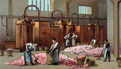 Blomsterdestilleri til produktion af benzin og vand fra Blomster. Kromolitografi i slutningen af det 19. århundrede af Unknown artist