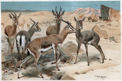 Gazelle - gravering fra "" Brehms Dyreliv"" af Alfred Edmund Brehm (1829-1884) af Unknown artist