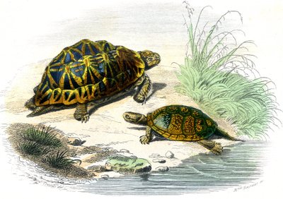 Geometrisk skildpadde (Testudo geometrica) og gul skildpadde af Unknown artist