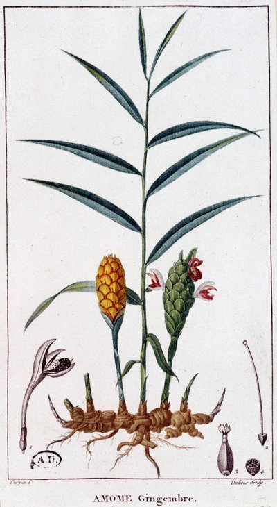 Ingefær (Amome) - botanisk bord af Unknown artist