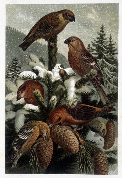 Bullfinch af fyrreskovene og krydstogter (Bouvreuils) - i "La vie des animaux" "af A. E. Brehm, Torino af Unknown artist