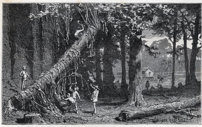 Høst af cinchonabark - Quinquina (Cinchona officinalis) af Unknown artist