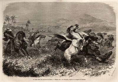 Flokke af muldyr og heste strejfer i frihed på sletterne i Cauca (Colombia), opdrættere grupperer sig for at fange udyr med lasso (eller zoga, langt læderreb). Gravering til illustration af rejsen til New Granada, af Dr. Saffray, i 1869, udgivet i "" Le to af Unknown artist