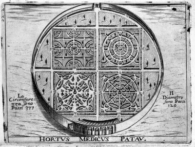 Hortus Medicus Patav: Padovas medicinske have. af Unknown artist