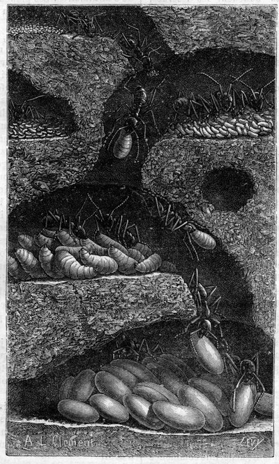 Huser æg og larver i en myre. Indgravering i "" le journal de la Jeunesse "" fra 1888. af Unknown artist