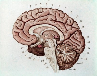 Menneskelig hjernesektion med cerebrale hemisfærer og cerebellum (gravering af Unknown artist