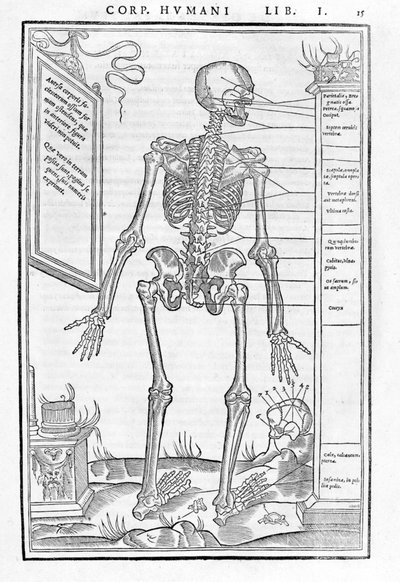 Menneskeskelet, bageste del. Anatomisk plade af "" Om dissektion af dele af den menneskelige krop tre bøger... "" af Carlo Stefano Riverio, Paris 1545 af Unknown artist