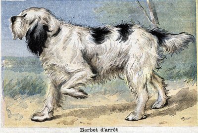 Jagthund: Stop Barbet af Unknown artist