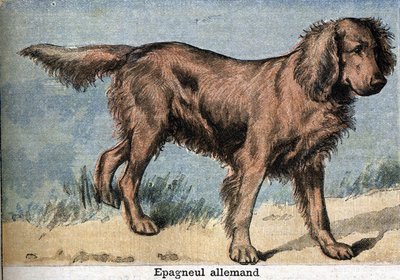 Jagthund: Tysk spaniel af Unknown artist