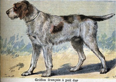 Jagthund: Griffon francais hårdhåret af Unknown artist