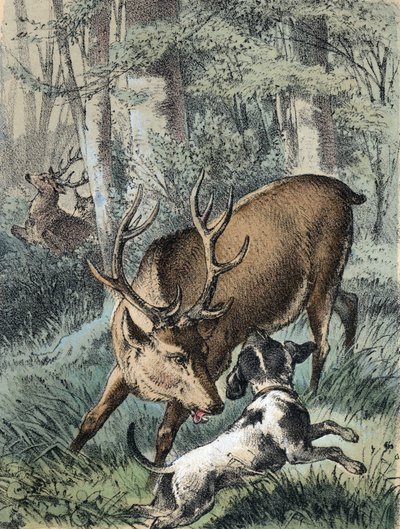 Illustration af Franz Hoffmanns fortællinger "" Fortællinger og fabler - "" De 2 hjorte"": den ene hjort løber væk og den anden kæmper med en hund. Kromolitografi af det 19. århundrede. af Unknown artist