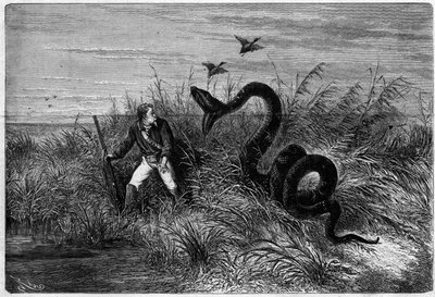 Hændelse på savannen af en andejagt. Uddrag fra "" Rejsen til Fransk Guyana"" af Frederic Bouyer, kaptajn på fregat. Gravering i "" L