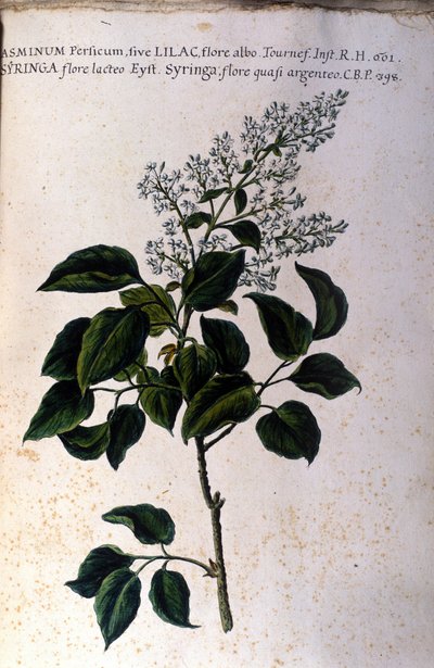 Jasmin gren. Tallerken fra et 1600-tals herbarium af Unknown artist