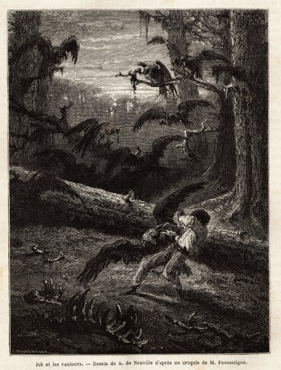 Job (redaktørens rejsekammerat), angrebet af gribbe. Gravering for at illustrere historien Quatre mois en Florida, af M. Pousselgue, i 1851-1852, udgivet i "" le tour du monde"", under ledelse af D
