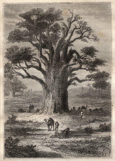 Rejse (1798) af Frederic Conrad (Konrad) Hornemann (1772-1801) til Fezzan (Libyen): en baobab - illustration hentet fra "" The Great Mariners of the 18th century""" af Unknown artist