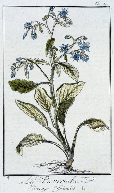 Borage (Borago Officinalis) - i "Øvelser i botanik til brug for handlende", skrevet af J.C. Philibert, Imprimerie de Crapelet, Paris af Unknown artist