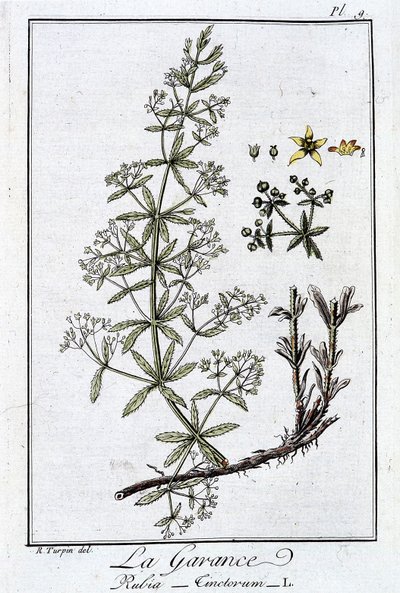 La Garance (Rubia Tinctorum) - i "Øvelser i botanik til brug for handlende", skrevet af J.C. Philibert, Imprimerie de Crapelet, Paris af Unknown artist