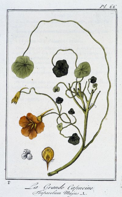 La Grande Nasturtium (Tropaeolum Majus) - i "Øvelser i botanik til brug for handlende", skrevet af J.C. Philibert, Imprimerie de Crapelet, Paris af Unknown artist