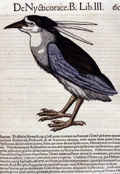 La bihoreau i Historia Animalium af Conrad Gesner (1516 - 1565), Tiguri af Unknown artist