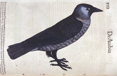 La choucas i Historia Animalium af Conrad Gesner (1516 - 1565), Tiguri af Unknown artist