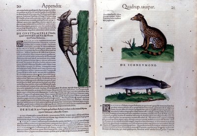 La civette, la hyena et la mongouse, i Historia Animalium de Conrad Gesner (1516 - 1565), Tiguri af Unknown artist