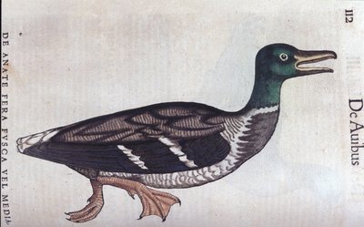 La ducard souchet i Historia Animalium de Conrad Gesner (1516 - 1565), Tiguri af Unknown artist
