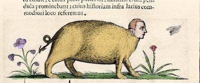 La manticore - i "De monstrorum natura causis bog to"" af Fortunio Liceti af Unknown artist