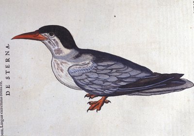 La tern ou swallow des mers i Historia Animalium de Conrad Gesner (1516 - 1565), Tiguri af Unknown artist