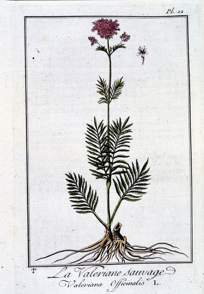 Vild baldrian - i "Exercise in botany for traders"" af J.C. Philibert, imp. fra Crapelet, Paris af Unknown artist