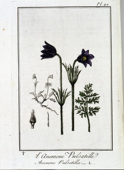 Anemone pulsatilla - i "Øvelser i botanik til brug for handlende", skrevet af J.C. Philibert, Imprimerie de Crapelet, Paris af Unknown artist