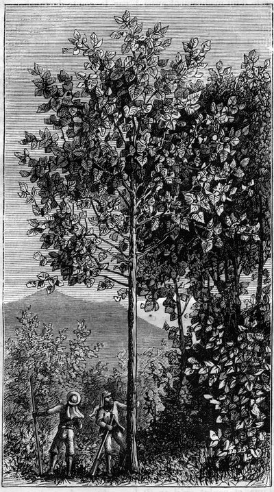Kinetræet (Cinchona officinalis). Indgravering i "" Nature" af Unknown artist