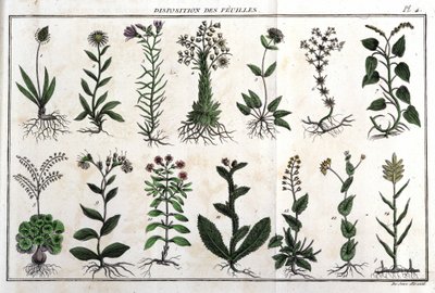 Layout af bladene: i "" Flora Françoise, eller en kort beskrivelse af alle de planter, der vokser naturligt i Frankrig, arrangeret efter en ny analysemetode, hvortil citatet af deres mindre tvetydige dyder inden for medicin, og deres anvendelighed i af Unknown artist