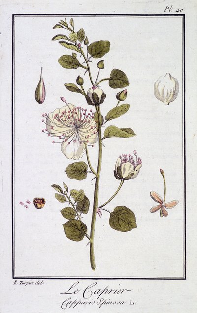 Caprieren (Capparis Spinosa) - i "Øvelser i botanik til brug for handlende", redigeret af JC Philibert, Imprimerie de Crapelet, Paris af Unknown artist