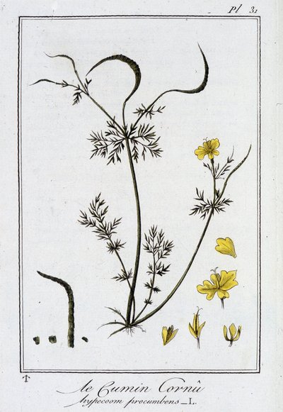 Horned Cumin (Hypecoum procumbens) - i "Øvelser i botanik til brug for handlende", redigeret af J.C. Philibert, Imprimerie de Crapelet, Paris af Unknown artist
