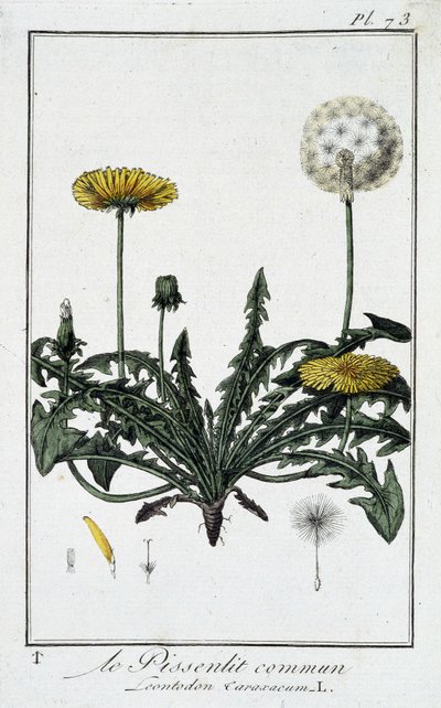Den almindelige mælkebøtte (Leontodon caraxacum) - i "Øvelser i botanik til brug for handlende", skrevet af J.C. Philibert, Imprimerie de Crapelet, Paris af Unknown artist