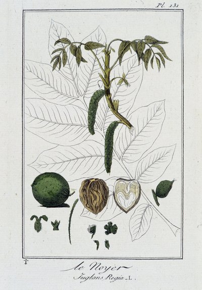 Le Noyer (Juglans Regia) - i "Øvelser i botanik til brug for handlende", skrevet af J.C. Philibert, imp. Crapelet, Paris af Unknown artist
