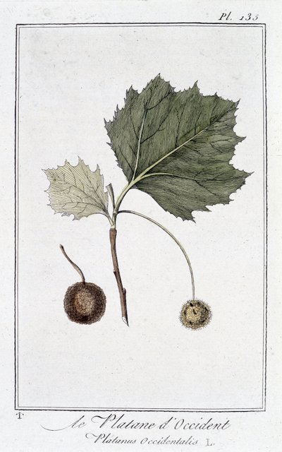 The Western Plane (Platanus occidentalis) - i "Øvelser i botanik til brug for handlende", redigeret af JC Philibert, Imprimerie de Crapelet, Paris af Unknown artist