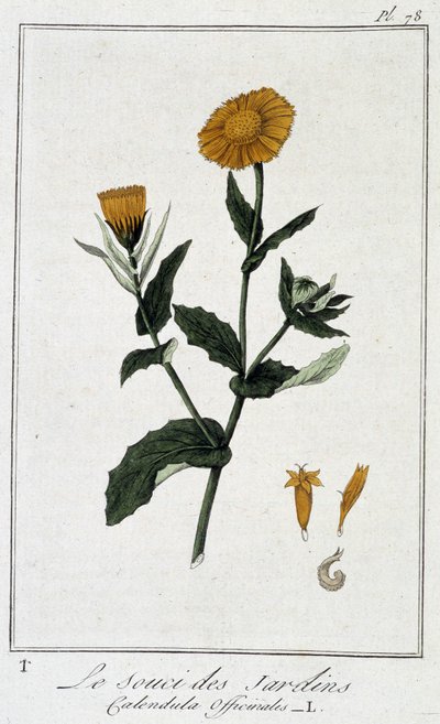 Morgenfrue (Calendula Officinalis) - i "Øvelser i botanik til brug for handlende", skrevet af J.C. Philibert, imp. Crapelet, Paris af Unknown artist