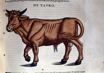 Le Taurus i Historia Animalium af Conrad Gesner (1516 - 1565), Tiguri af Unknown artist