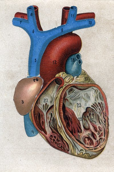 Le coeur.in "" Den nye naturlige medicin"" af F.E. Bilz. 1898. af Unknown artist