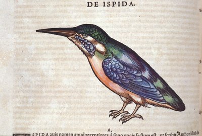 Le guêpier i Historia Animalium af Conrad Gesner (1516 - 1565), Tiguri af Unknown artist